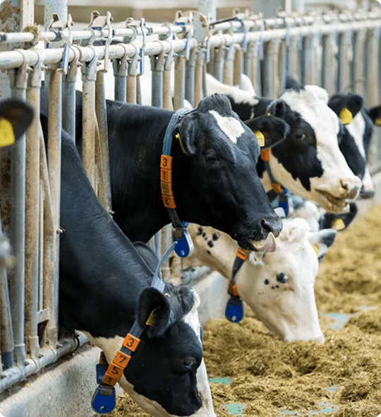 Cattle in an agricultural facility