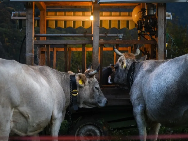 Cattle in a livestock feeding area for animal by-product sterilization and thermal treatment context