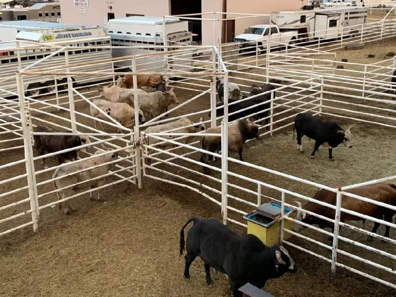 Outdoor livestock holding pens context for odour control systems and biofilters