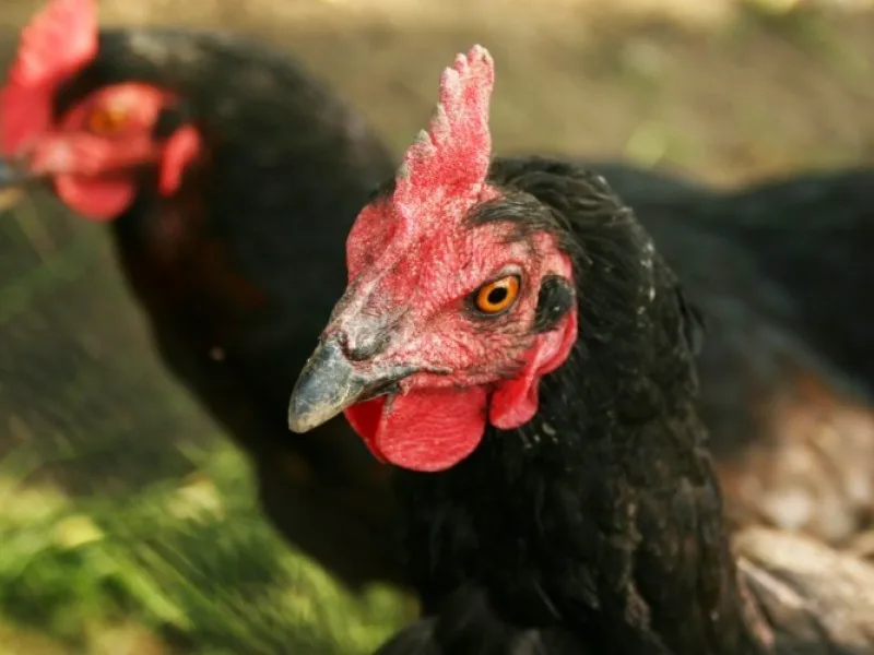Poultry farming context for hatcheries