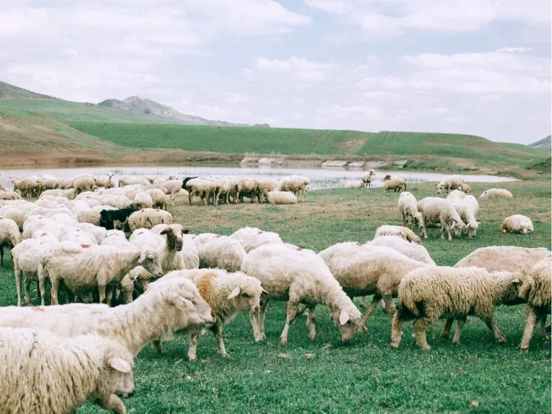 Sheep farming context for slaughterhouses